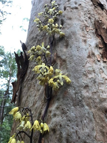 Bootlace Orchid