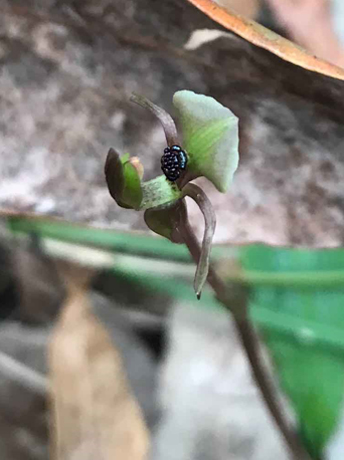 Broad Lip Bird Orchid