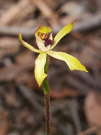 Green Caps Orchid