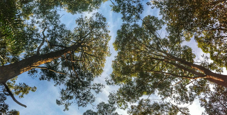 Ku-ring-gai’s Iconic Tree Register to be launched on National Tree Day