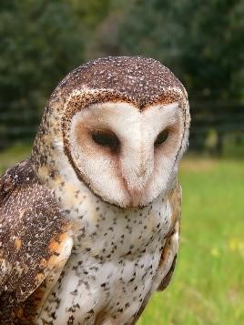 MaskedOwl