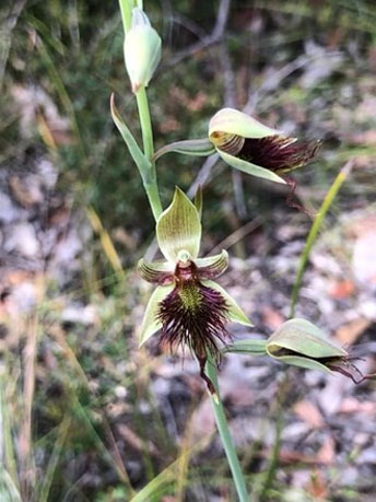 RedBeardOrchid