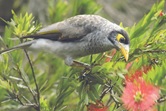 NoisyMiner