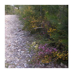 STEP BushlandTrackFlowers