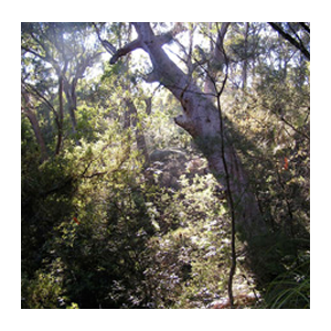 STEP EucalyptForest