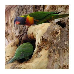 STEP Lorikeets