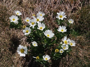 Ranunculus anemoneus