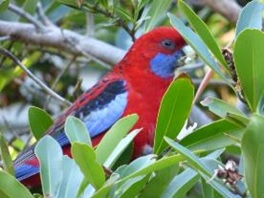 Rosella