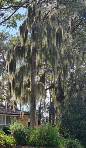 SpanishMoss