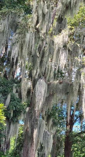 SpanishMoss1