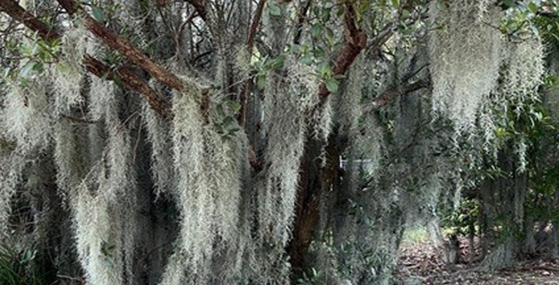 Further research on Spanish Moss — can you help?