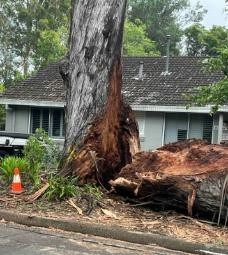 TreeDamage