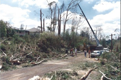 TreeStorm