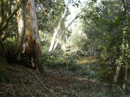 WattleCorner