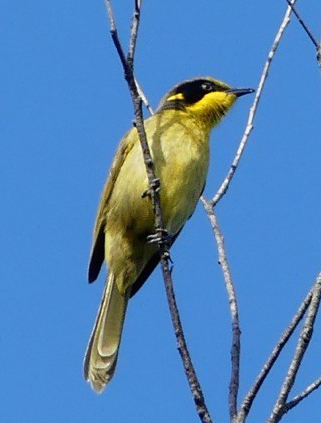 YellowTuftedHoneyeat