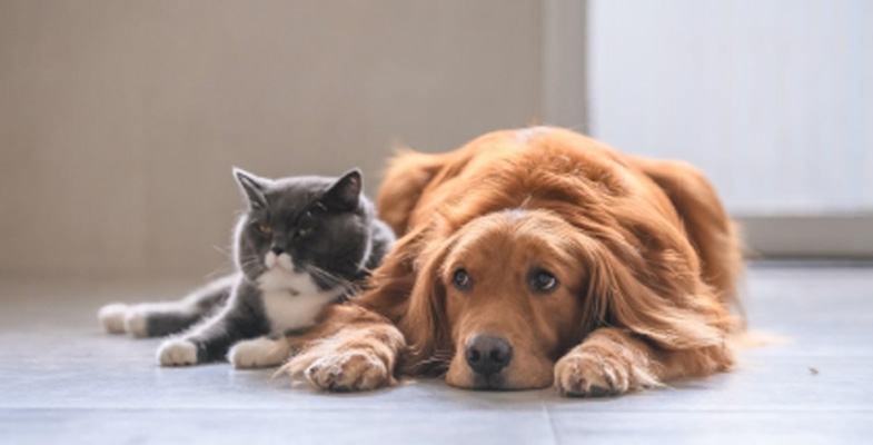 Review of Companion Animals Act an opportunity to act on wildlife extinctions