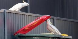 Cockatoo bin opening survey