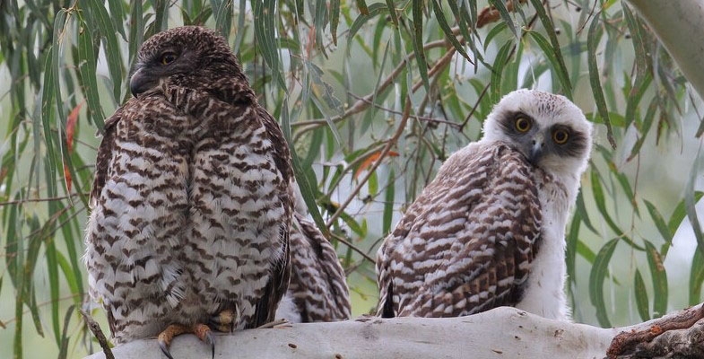 Powerful Owl Project reaches a landmark