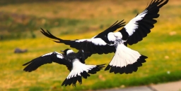 Altruism in birds? Magpies have outwitted scientists by helping each other remove tracking devices