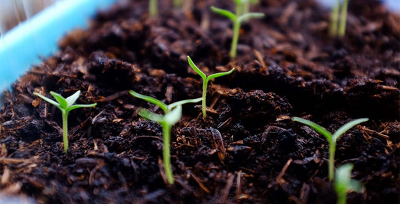 Going to Ground: How used Coffee Beans can help your Garden and your Health