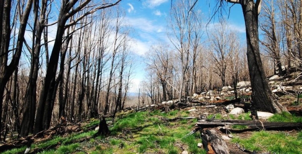 Post-fire Re-growth