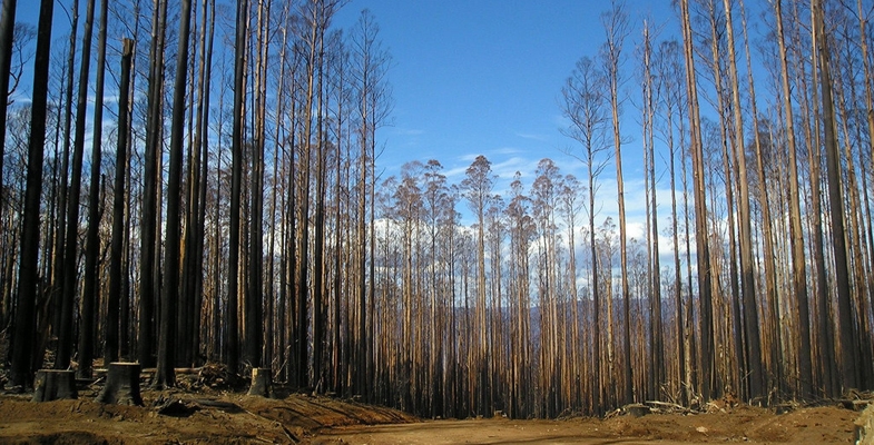 Native Forest Protections are Deeply Flawed, yet May be in Place for another 20 Years