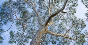 Large old trees are vital for Australian birds. Their long branches and hollows can’t be replaced by saplings