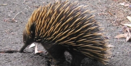 Prickly but Friendly Close Encounter