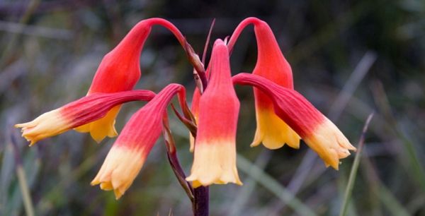 Heathlands: Walks and Wildflowers of the Ulladulla Headlands