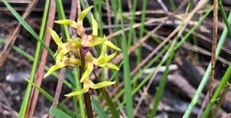 Genoplesium baueri now on global list of endangered species