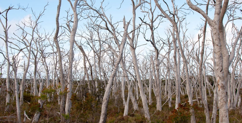 Citizen Science Project - Dead Tree Detective