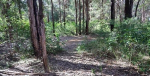 Urgent action required on illegal Westleigh mountain bike trails