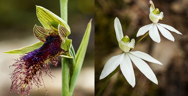 Springtime orchid discoveries