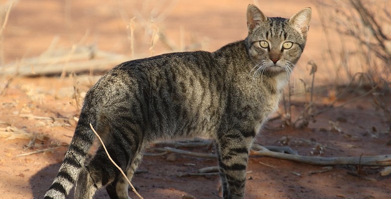 Felixer: The Feral Cat Problem Fixer