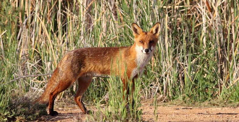 Hunting in National Parks