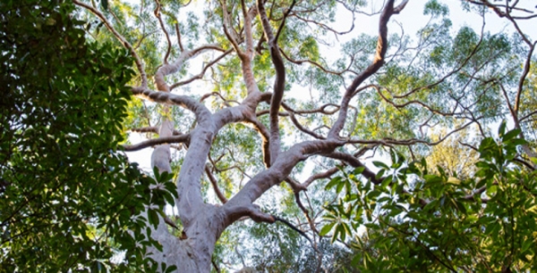 Extraordinary Loss of Trees in Hornsby