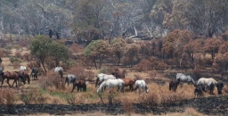 Good news on effective control of feral horse numbers