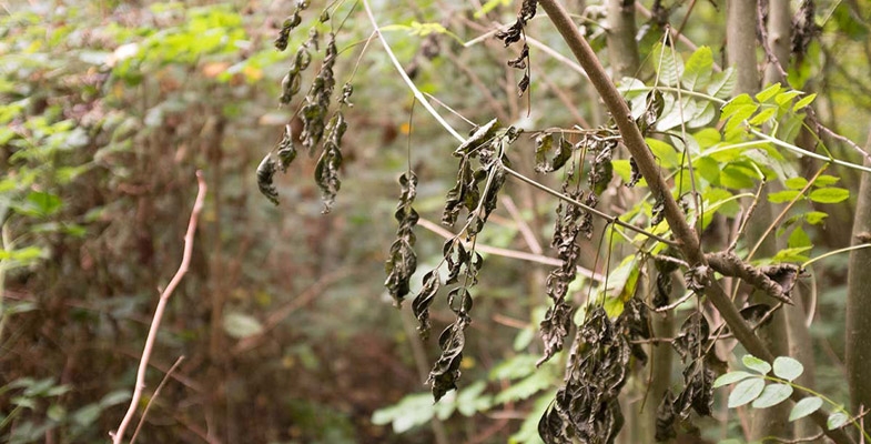 Threat to a Common European Tree