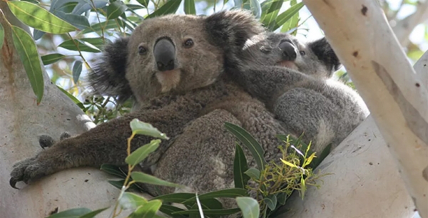 © State of New South Wales (Department of Climate Change, Energy, the Environment and Water