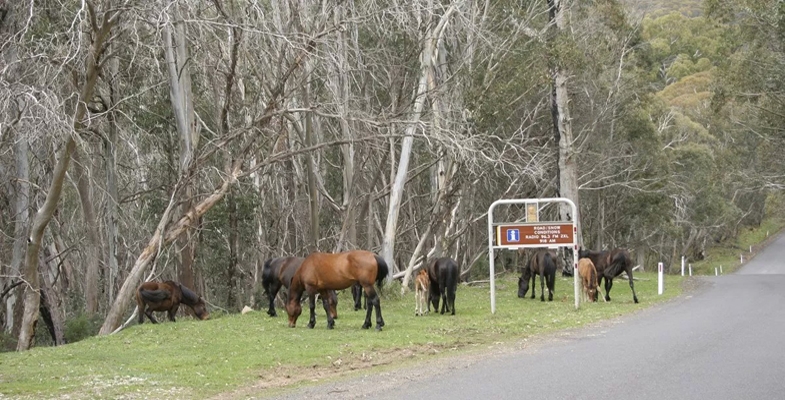 Wild Horse Heritage Act Condemned