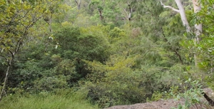 A Short History of the Coastal Sandstone Gallery Rainforest